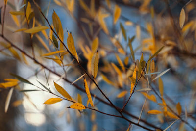 Close-up of dry leaves on plant during autumn