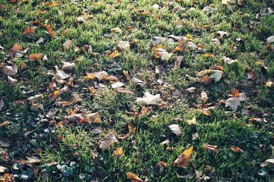 High angle view of leaves on field during autumn