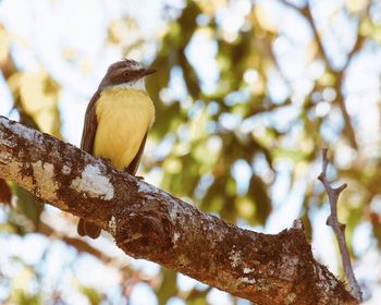Low angle view of birds perching on branch