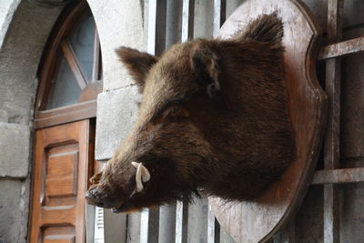 Close-up of wild boar taxidermy on window