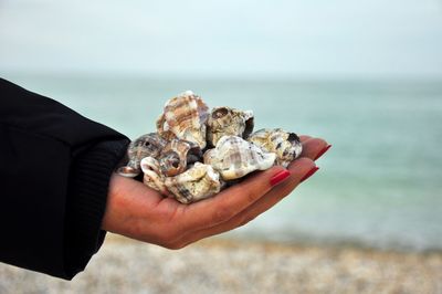 Cropped hand holding shells at beach