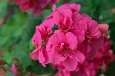 Close-up of pink flowering plant in park