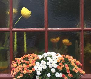 Close-up of flowers blooming in greenhouse