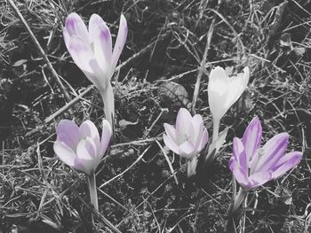 Close-up of purple crocus