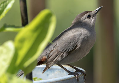 Close-up of bird perching on plant