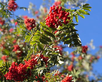 Low angle view of red berries growing on tree