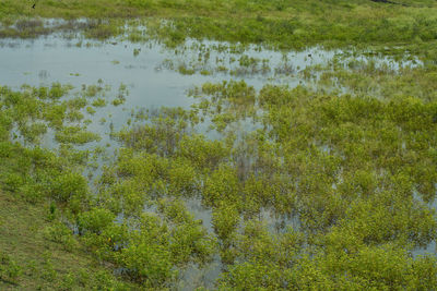 High angle view of trees growing in lake