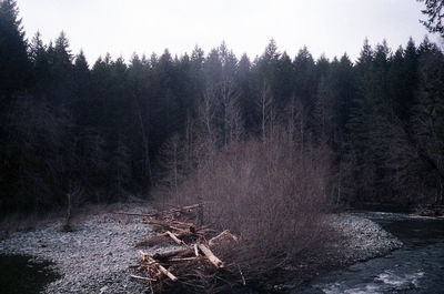 Scenic view of river in forest