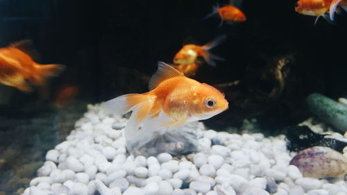 Goldfish swimming in tank