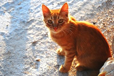 Portrait of ginger cat sitting outdoors