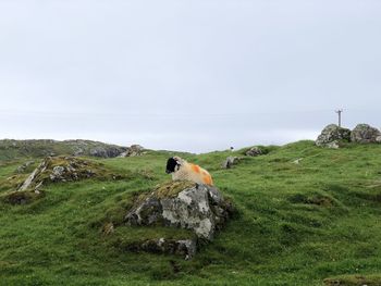 View of a bird on a field