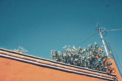 Low angle view of plants against clear blue sky