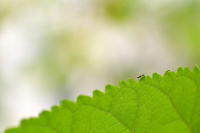 Close-up of fern