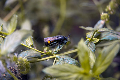 Close-up of insect pollinating on flower