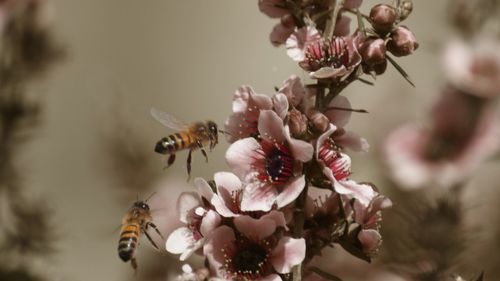 Close-up of bee on flower