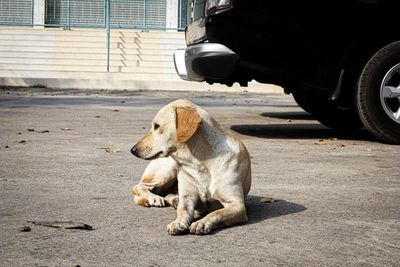 Dog sitting on road