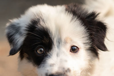 Close-up portrait of dog