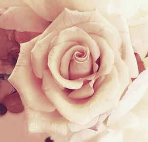 Close-up of pink rose