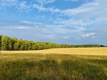 Scenic view of field against sky