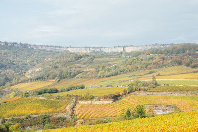 Scenic view of agricultural field against sky