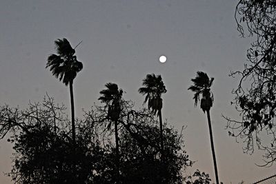 Low angle view of trees against sky