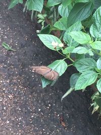 High angle view of leaves on plant