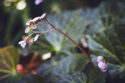 Close-up of flowering plant