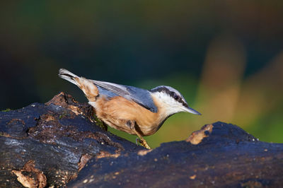 Nuthatch in