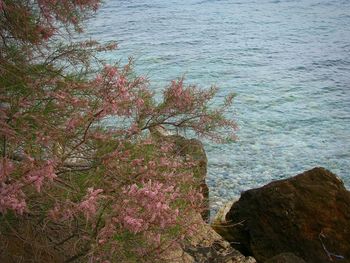 Close-up of tree by sea against sky