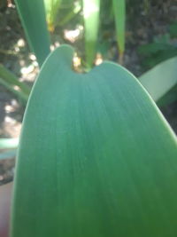 Close-up of water drops on leaf