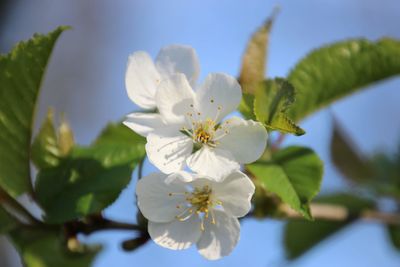Close-up of white cherry blossoms