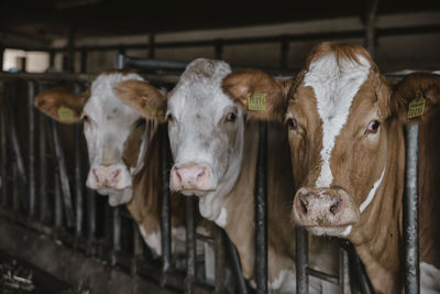 Close-up of cow in shed