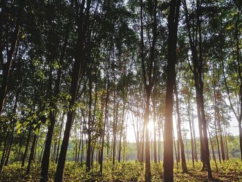 Low angle view of sunlight streaming through trees in forest