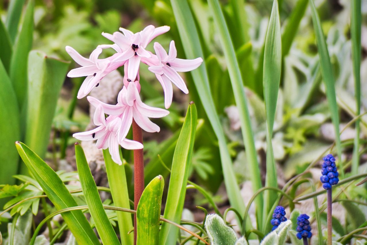 CLOSE-UP OF FLOWERING PLANT