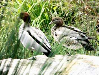 View of birds on wood