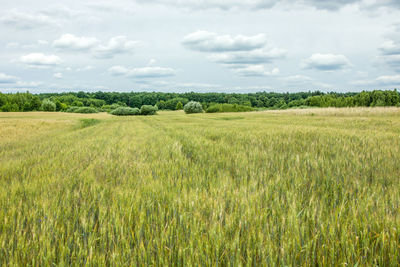 Huge field of barley, forest and gray clouds in the sky.