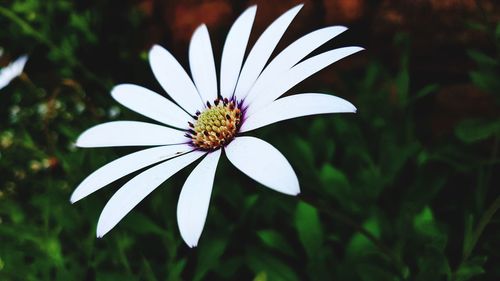 Close-up of white flower