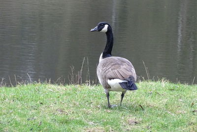 View of a bird on grass