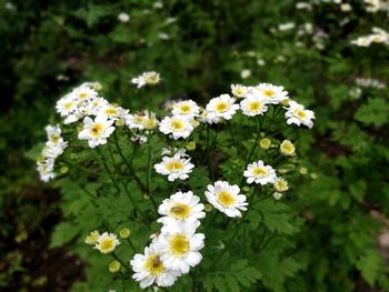 Close-up of white flowering plants on field