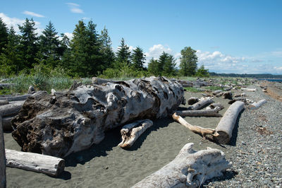 Driftwood on rock against sky