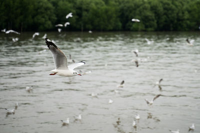 Seagulls flying over lake