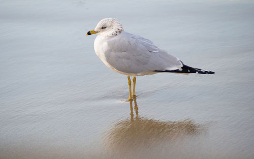 Seagull perching on a sea