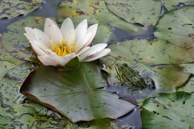 Close-up of lotus water lily in pond