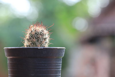 Close-up of succulent plant