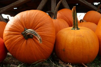 Close-up of pumpkins in farm