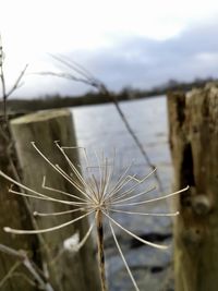 Close-up of dandelion against sky