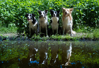 View of dog sitting in lake