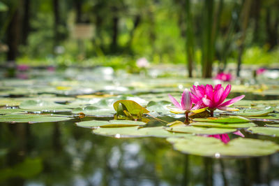 Lotus floating on pond