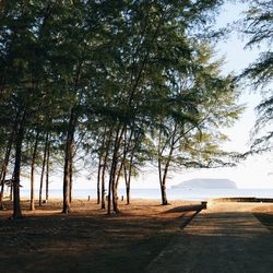 Trees on field against sky
