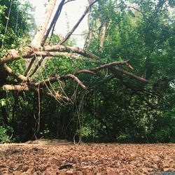 Trees in the forest